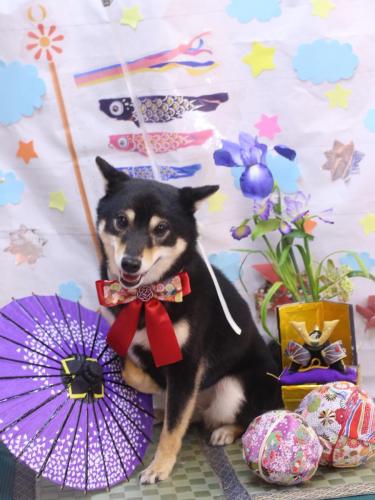 20240518小町ちゃん